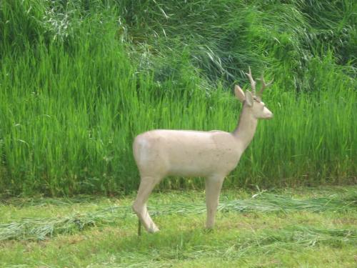 2010.05.08 Kamarai-Majalis-052